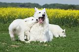 BERGER BLANC SUISSE - ADULTS ET PUPPIES 035